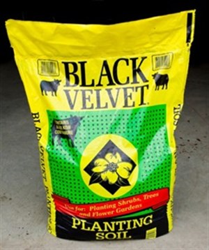 Black Cow - Black Velvet - Planting Soil