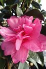 /Images/johnsonnursery/Products/Woodies/Camellia_William_Lanier_Hunt_for_web.jpg