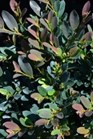 /Images/johnsonnursery/Products/Woodies/DST_Coppertone_-_1st_Editions.jpg