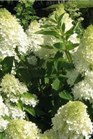 /Images/johnsonnursery/Products/Woodies/H__Sweet_Summer_-_Ball.jpg