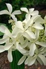 /Images/johnsonnursery/Products/Woodies/Hydrangea_Great_Star_-_1st_Editions.jpg