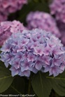 /Images/johnsonnursery/Products/Woodies/Hydrangea_Lets_Dance_Rhapsody_in_Blue.jpg