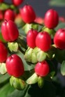 /Images/johnsonnursery/Products/Woodies/Hypericum_Red_Flame_-_1st_Editions_1.jpg