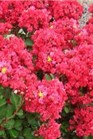 /Images/johnsonnursery/Products/Woodies/L__Enduring_Summer_Red_-_Ball.jpg