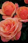 /Images/johnsonnursery/Products/Woodies/Rosa_Annas_Promise.jpg