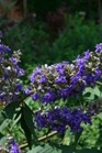 /Images/johnsonnursery/Products/Woodies/VTX_Delta_Blues_-_1st_Editions.jpg