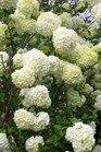 /Images/johnsonnursery/Products/Woodies/Viburnum_macro__Sterile_040501_for_web.jpg