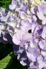/images/johnsonnursery/Products/pics/1350-1.jpg