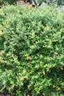 /images/johnsonnursery/Products/pics/1371-1.jpg