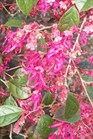 /images/johnsonnursery/Products/pics/1461-1.jpg