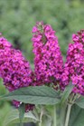 /images/johnsonnursery/Products/pics/2196-1.jpg
