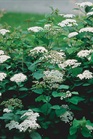/images/johnsonnursery/Products/pics/2282-1.jpg