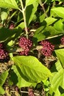 /images/johnsonnursery/Products/pics/696-1.jpg