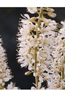 /images/johnsonnursery/Products/pics/698-1.jpg
