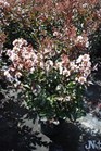 /images/johnsonnursery/Products/pics/875-1.jpg