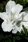 /images/johnsonnursery/Products/pics/969-1.jpg