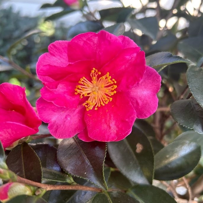 Buy Rose Dawn Camellia, FREE SHIPPING, Wilson Bros Gardens