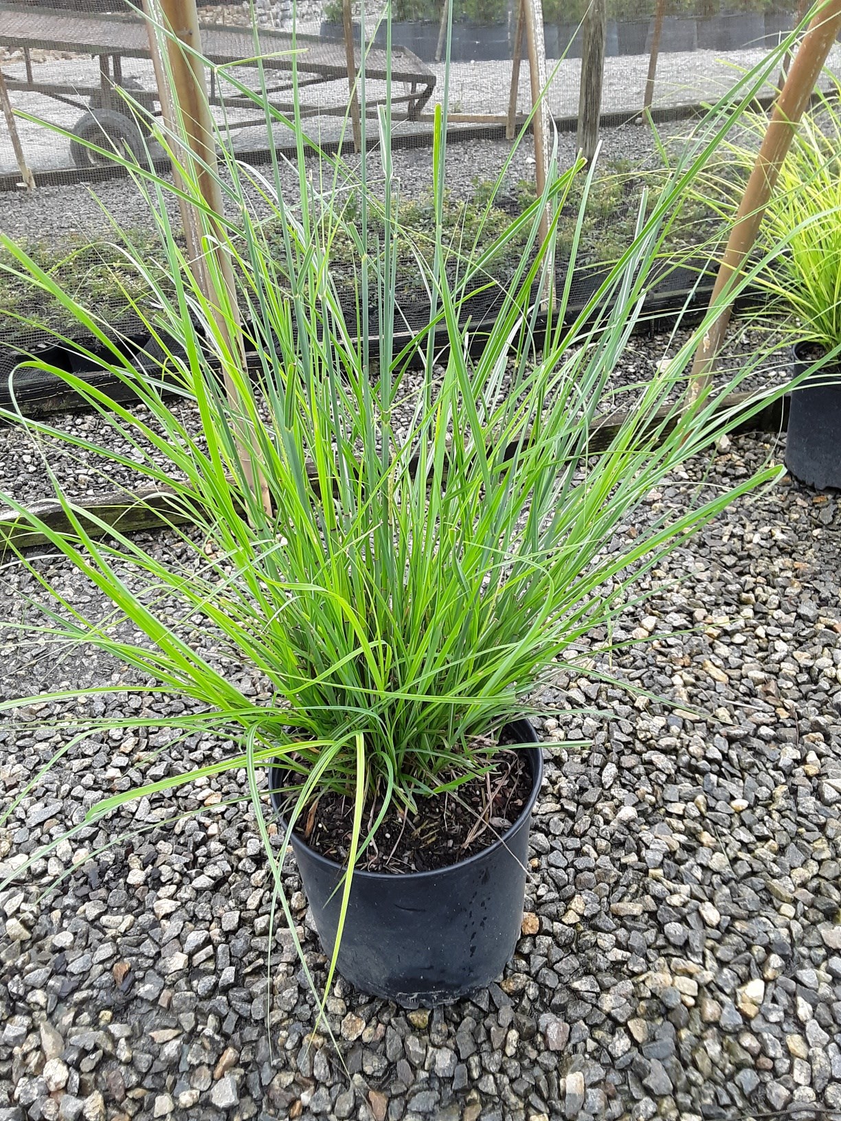 Dwarf Zebra Maiden Grass for Sale Online - The Greenhouse