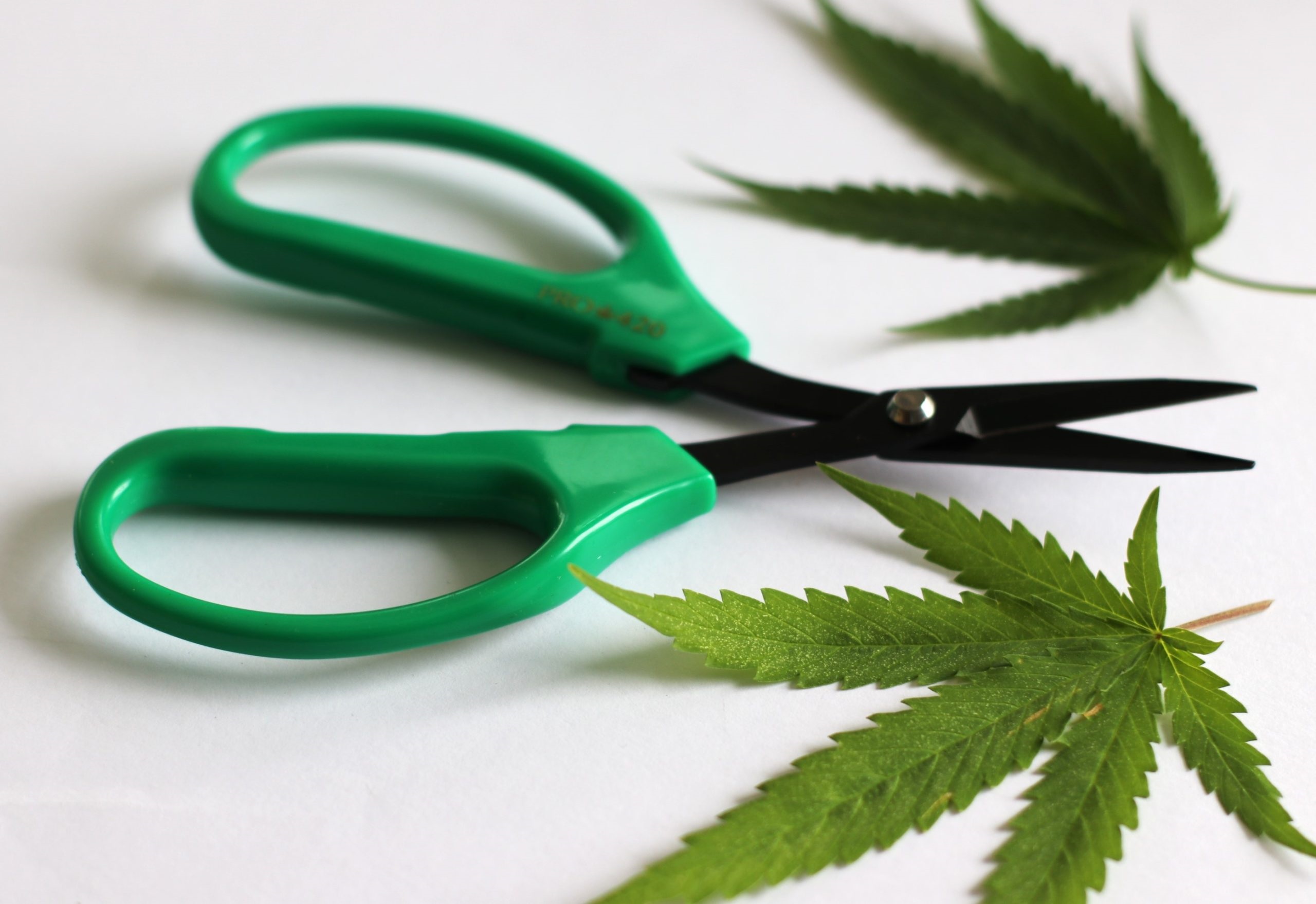 PRO 420 Classic Scissors-Professional grade scissors for trimming plants-Bud Trimming Bonsai Scissors - PRO 420 Scissors