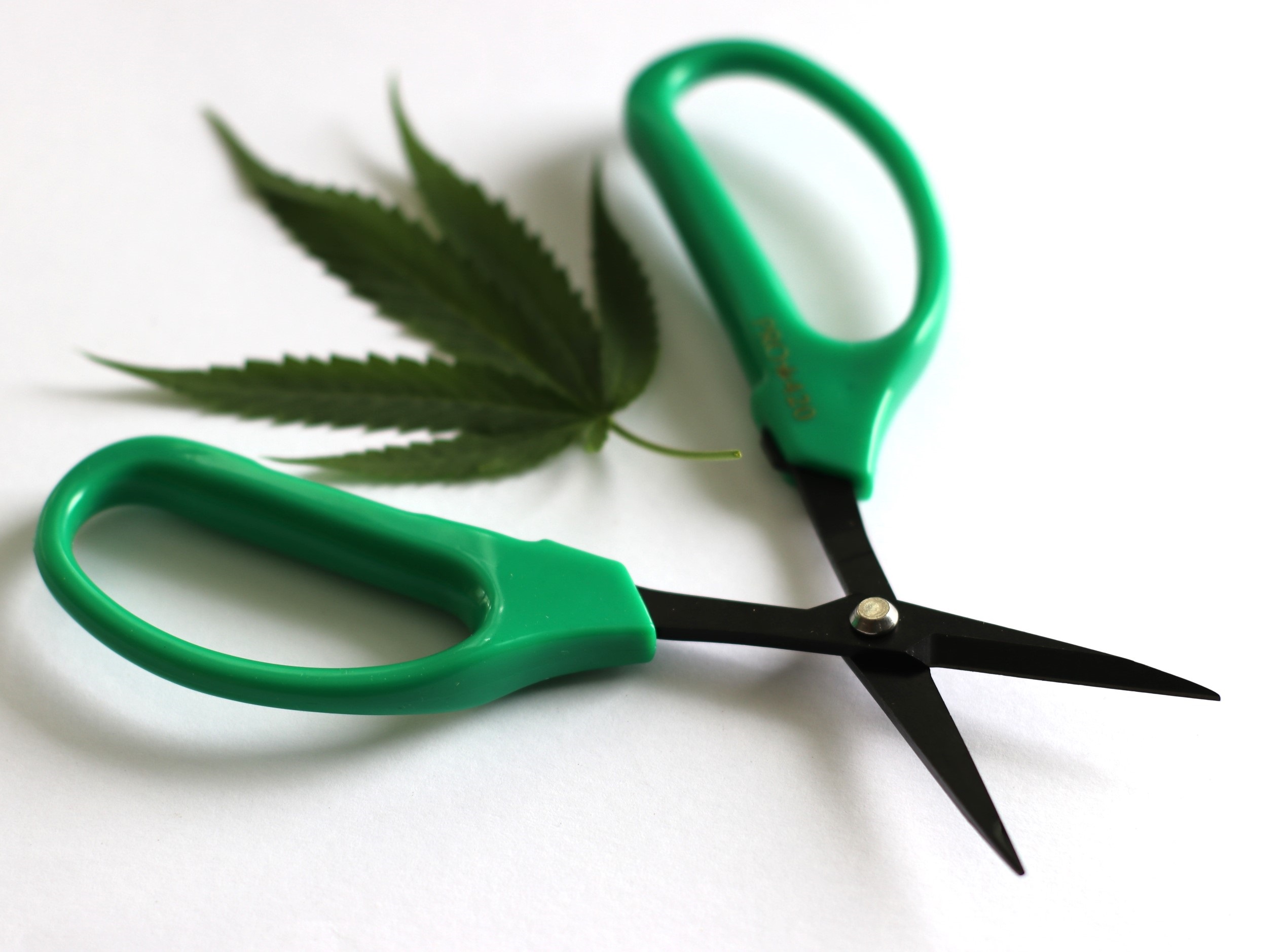 PRO 420 Scissors - 6 Pack of Classic Bonsai Professional Trimming Scissors for Cannabis - PRO 420 Scissors